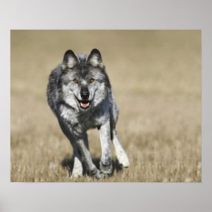 Wolf (Canis Lupus), der auf die Kamera läuft Poster