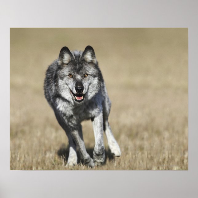 Wolf (Canis Lupus), der auf die Kamera läuft Poster (Vorne)