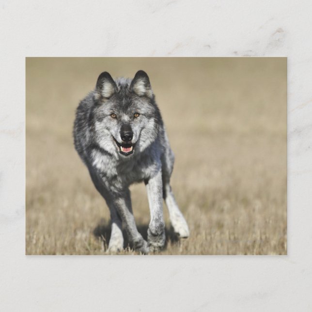 Wolf (Canis Lupus), der auf die Kamera läuft Postkarte (Vorderseite)