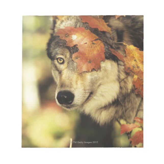 Wolf (Canis lupus) | Farbe des Herbstes Notizblock (Vorderseite)