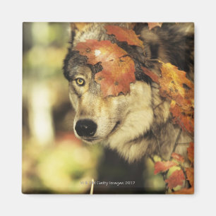 Wolf (Canis lupus), Headshot, Herbstfarbe, Magnet