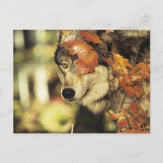 Wolf (Canis lupus), Headshot, Herbstfarbe, Postkarte (Vorderseite)