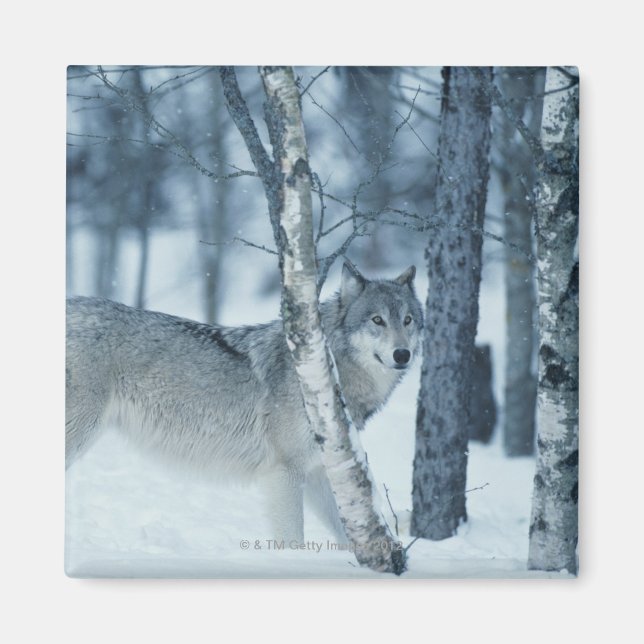 Wolf (Canis lupus) im Winter Magnet (Vorne)