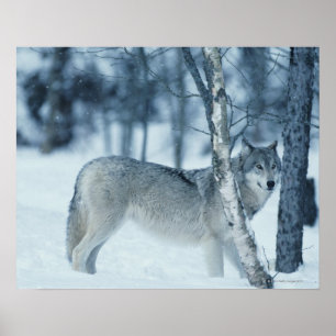 Wolf (Canis lupus) im Winter Poster