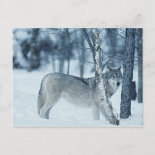 Wolf (Canis lupus) im Winter Postkarte