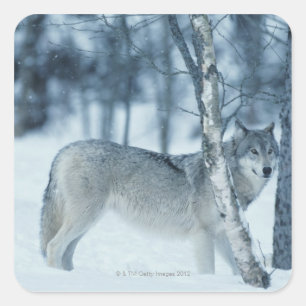 Wolf (Canis lupus) im Winter Quadratischer Aufkleber