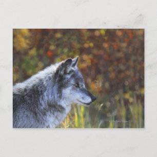 Wolf (Canis Lupus) Postkarte