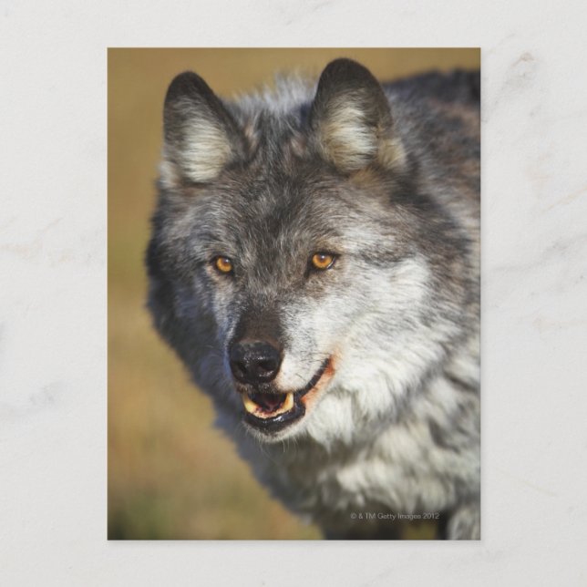 Wolf (Canis Lupus) Postkarte (Vorderseite)