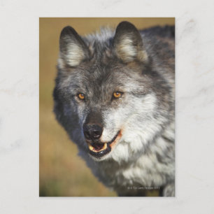 Wolf (Canis Lupus) Postkarte