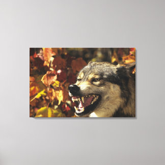 Wolf (Canis lupus), Schnauze, mit Kopf Leinwanddruck