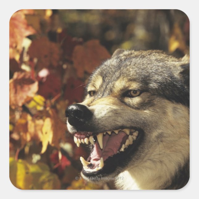Wolf (Canis lupus), Schnauze, mit Kopf Quadratischer Aufkleber (Vorderseite)