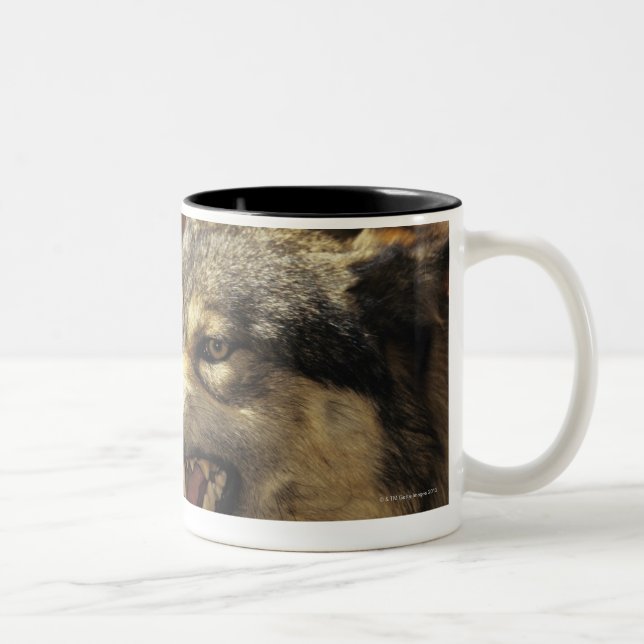 Wolf (Canis Lupus) verwirrend, Headshot, mit Zweifarbige Tasse (Rechts)