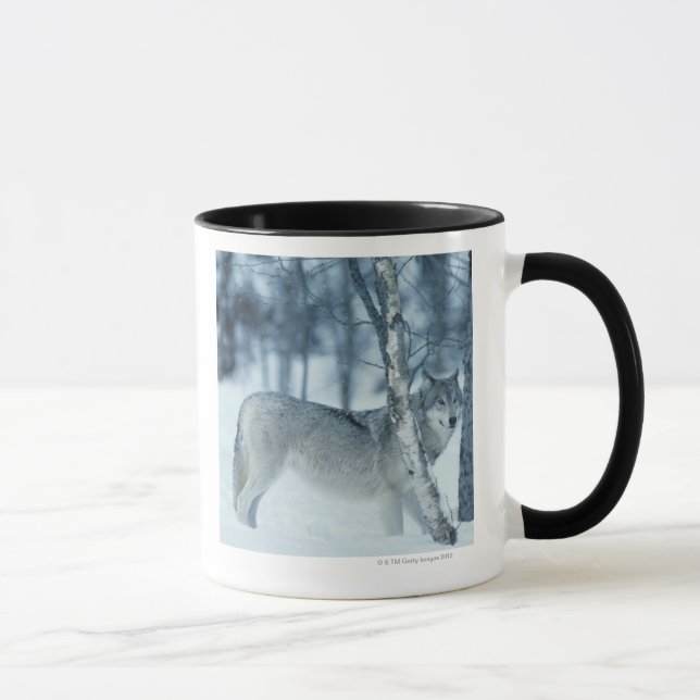Wolf (Canis Lupus) während des Winters Tasse (Rechts)