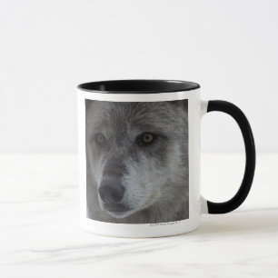 Wolf (Canus Lupus) von Tasse