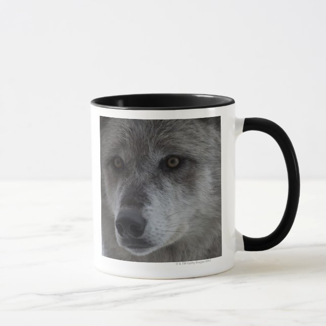 Wolf (Canus Lupus) von Tasse (Rechts)