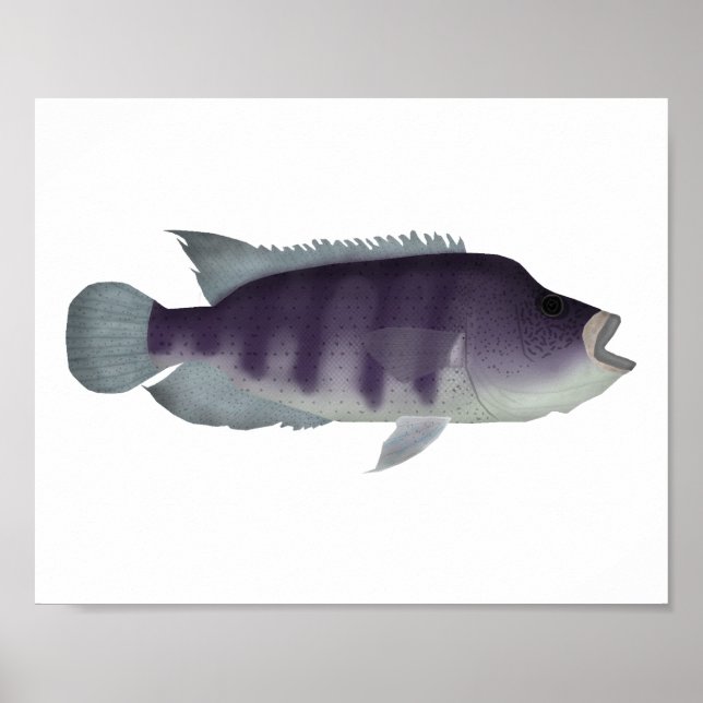 Wolf Cichlid Poster (Vorne)