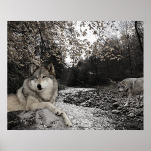 Wolf Creek Brook Forest Landschaft Poster