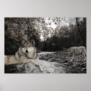 Wolf Creek Brook Forest Landschaft Poster