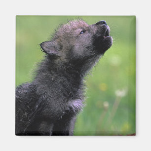 Wolf Cub Howling Magnet
