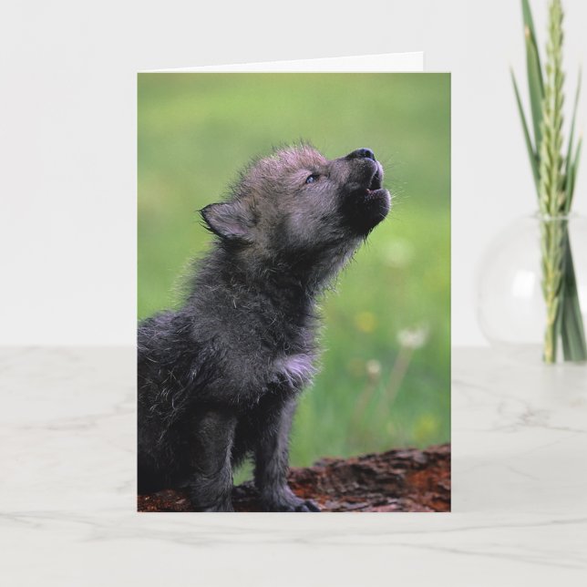Wolf Cub Howling Missing You Card Karte (Vorderseite)