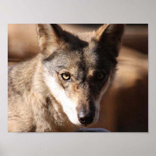 Wolf Cub Poster (Vorne)