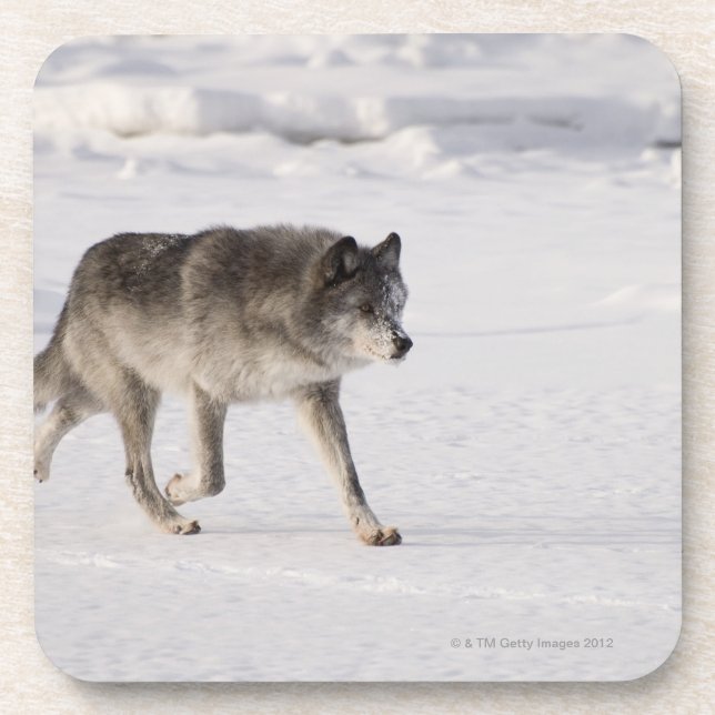 Wolf, der in den Schnee läuft Untersetzer (Vorderseite)