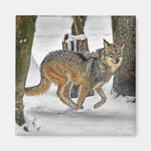 Wolf, der in Schnee-Magneten läuft Magnet