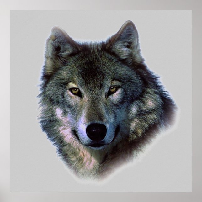 Wolf Eyes Poster Print (Vorne)