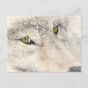 Wolf Eyes Postkarte