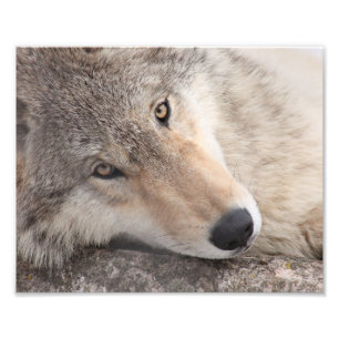 Wolf Eyes - Timber Wolf Fotodruck