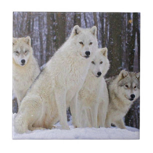 Wolf-Familie Fliese