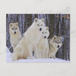 Wolf Family Postkarte