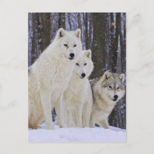 Wolf Family Postkarte