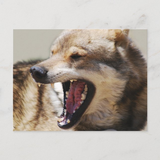 Wolf-Fangs Postkarte (Vorderseite)