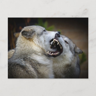 Wolf Fight Postkarte