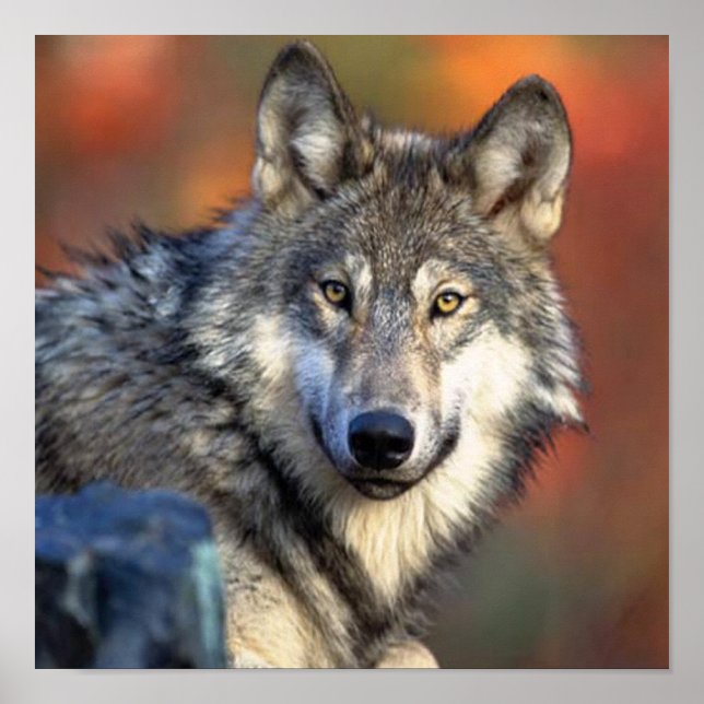Wolf Fotograf Poster (Vorne)