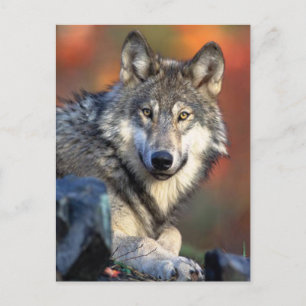 Wolf Fotograf Postkarte