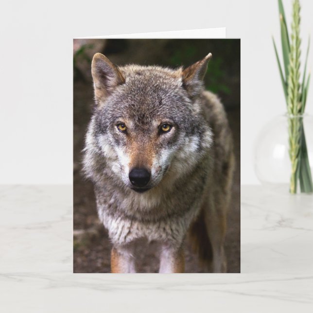 WOLF FOTOGRAFIE BIRTHDAY CARD KARTE (Vorderseite)