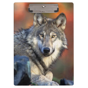 Wolf-Fotografie Klemmbrett