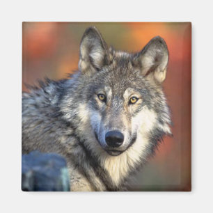 Wolf-Fotografie Magnet