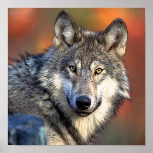 Wolf Fotografie Poster (Vorne)