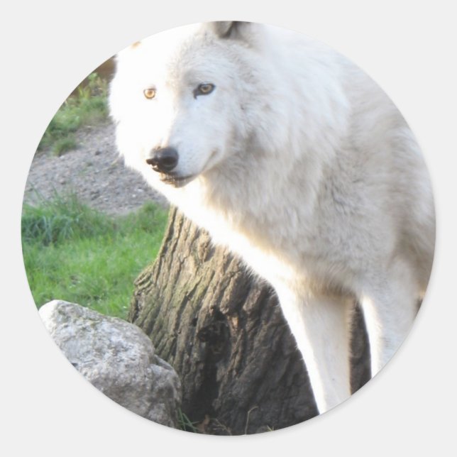 Wolf Fotografy Art Spirit Guide Animal Liebe Runder Aufkleber (Vorderseite)