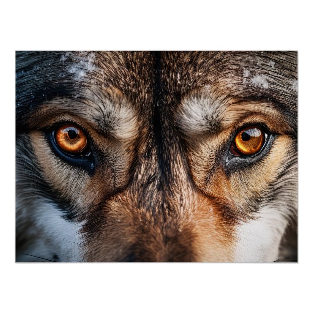 Wolf Gaze Poster (Vorderseite)