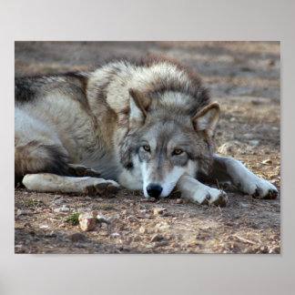 Wolf Gerahmt Print Poster