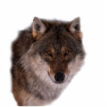 Wolf-Gesicht Fotoskulptur Schlüsselanhänger<br><div class="desc">Braunwolf-Gesicht</div>