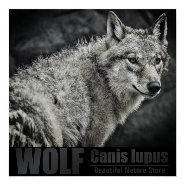 WOLF：Glossy Poster (Vorderseite)