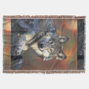 Wolf-grauer Wolf Canis_lupus Decke