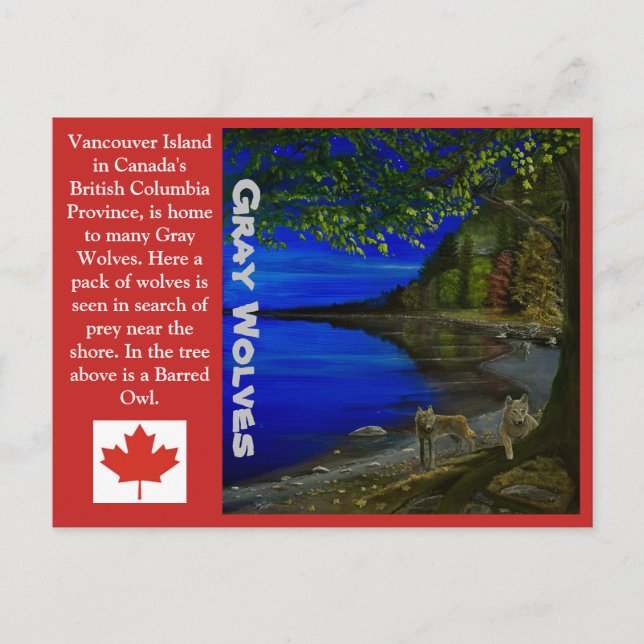 Wolf! Grauwölfe und Barrierenschüssel. Postkarte (Vorderseite)