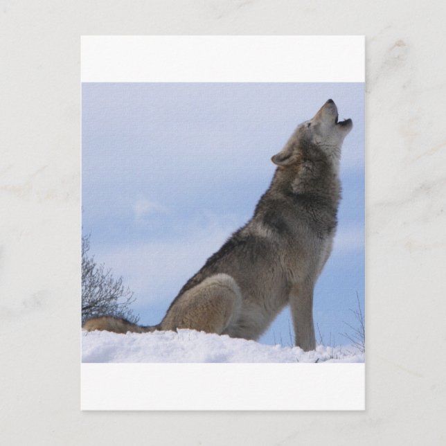 Wolf Howl Postkarte (Vorderseite)