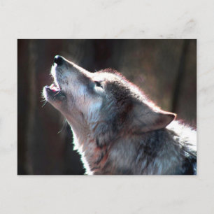 Wolf Howling Lone Wolf Postkarte